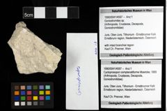 Foto (Objekt + Etiketten) von Goniodromites sp. 